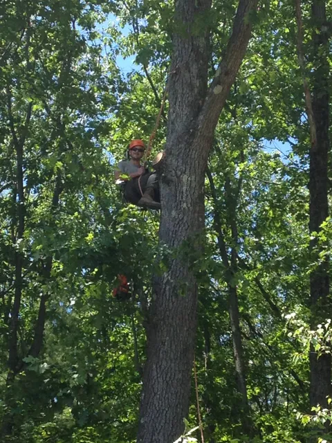 Everett Tree Care LLC researched project photo