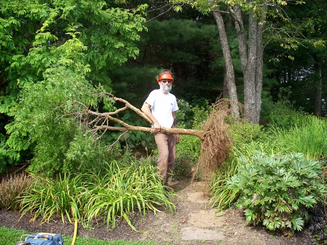 Broad Oak Tree & Shrub Care, Inc. work photo