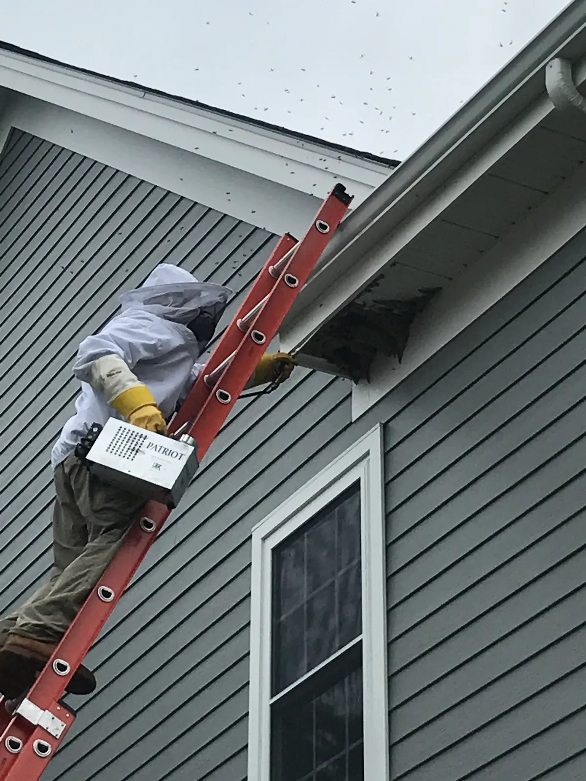 Eastern Pine Pest Control