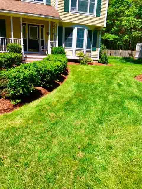 Lawn and landscape with mulch and shrubs. Front yard perspective