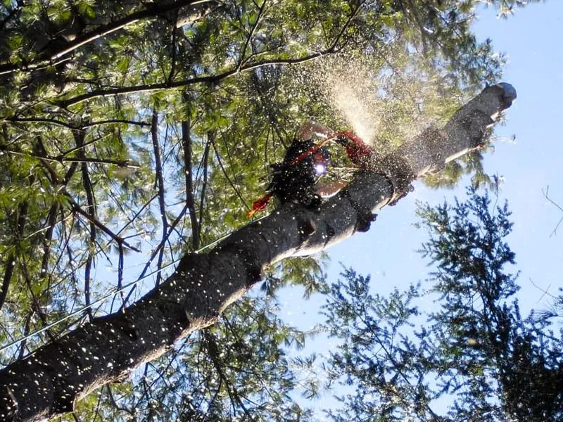 work photo from krohnkutztree.com