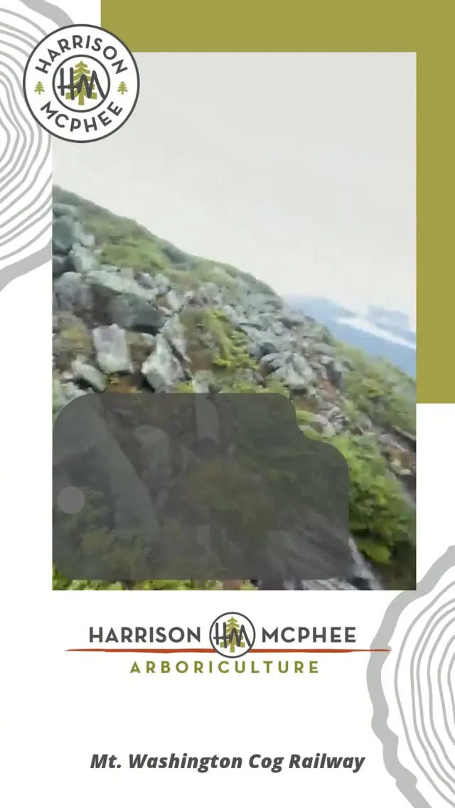 In this episode of A Walk with the Arborist, we’re riding the Mt. Washington Cog Railway to look at how high-altitude trees adapt to extreme winds and heavy snow.

By observing how nature builds short, stout branches to survive harsh storms, we can mimic those exact principles in our urban canopy to keep your trees strong and storm-resistant.

#AWalkWithTheArborist #TreeCare #Arboriculture #ArboristAdvice #MtWashington #TreePruning #UrbanForestry #LearnTrees