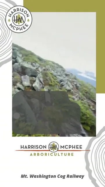 In this episode of A Walk with the Arborist, we’re riding the Mt. Washington Cog Railway to look at how high-altitude trees adapt to extreme winds and heavy snow.

By observing how nature builds short, stout branches to survive harsh storms, we can mimic those exact principles in our urban canopy to keep your trees strong and storm-resistant.

#AWalkWithTheArborist #TreeCare #Arboriculture #ArboristAdvice #MtWashington #TreePruning #UrbanForestry #LearnTrees