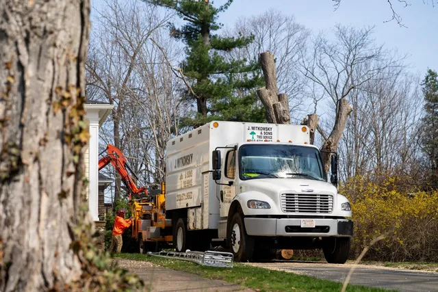 J Witkowsky & Sons Tree Service work photo
