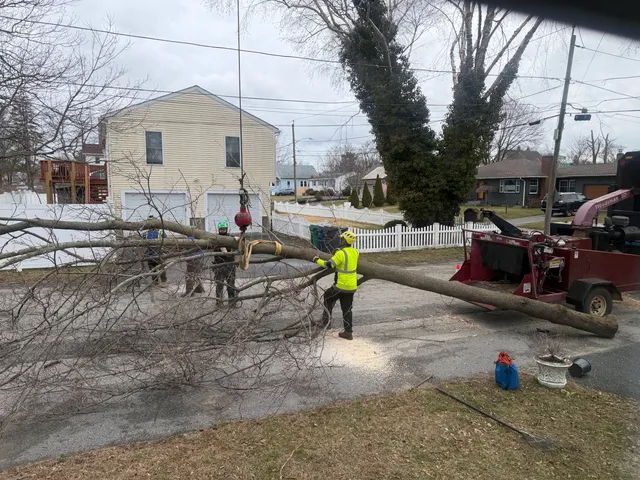 Green View Tree Service work photo
