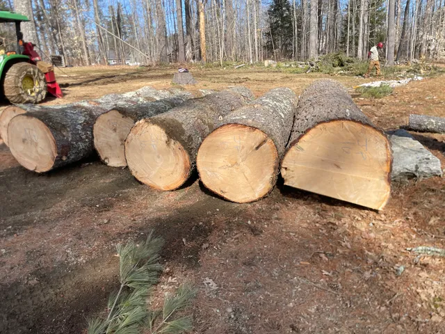 Above and Beyond Tree Solutions, LLC work photo