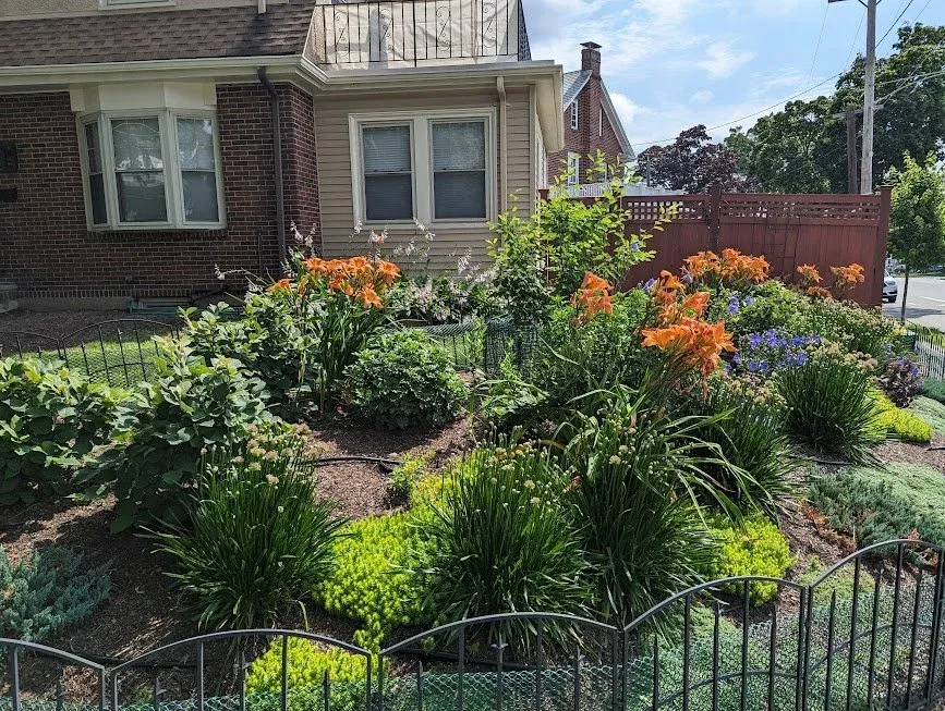 Large urban garden bed near public walk way filled with various shrubs and perennial flowers like Daylily and Allium