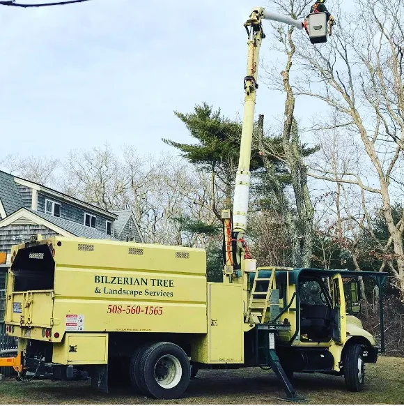 Bilzerian Tree & Land - Tree Removal & Pruning Service, Tree Stump Removal in Vineyard Haven, MA work photo