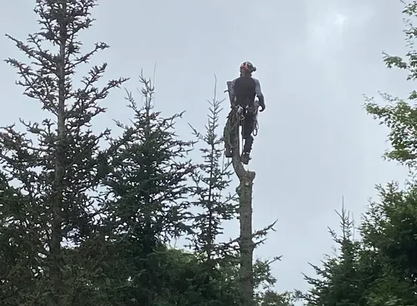 Arborist in safety gear atop a tall tree, overcast sky.