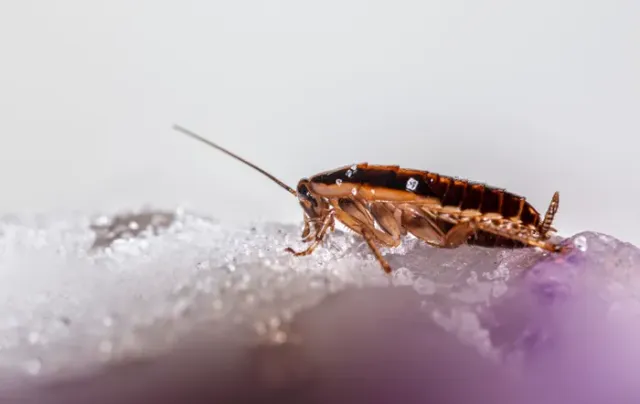Close-up macro photograph of a cockroach