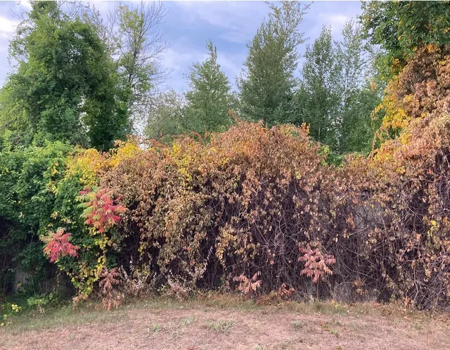 work photo from invasiveweedcontrol.com