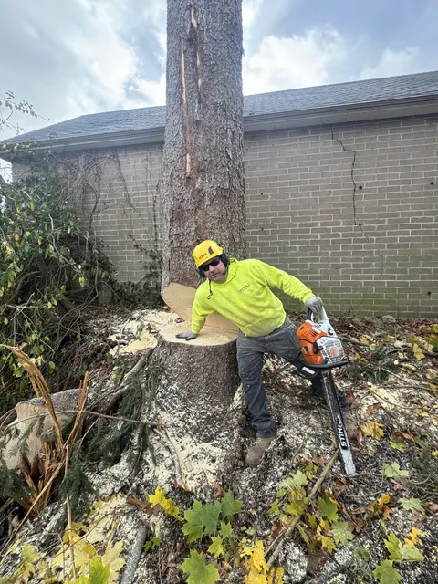 Joe Hennessey in a hard hat and hi-vis, standing against the trunk with a hand on the freshly cut stump face and a chainsaw beside him
