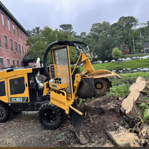 work photo from alexprotreeservices.com