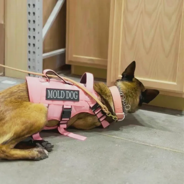 mold detection dog services