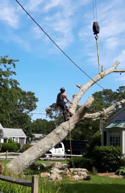 Duran Tree & Landscape work photo