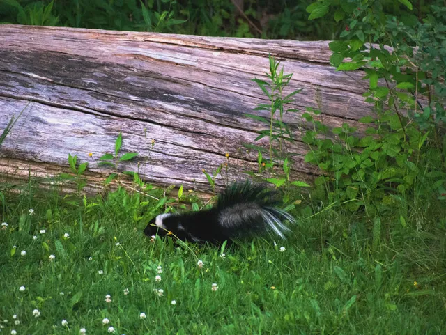 Skunks in Your Garden?