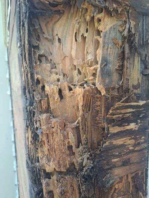 Advantage Pest Control, Inc