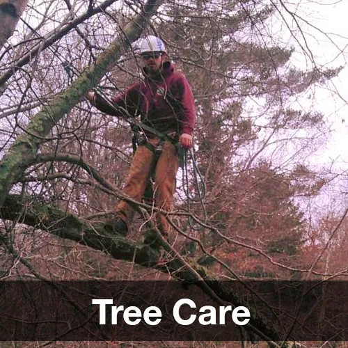 work photo from reillytreeandlandscape.com