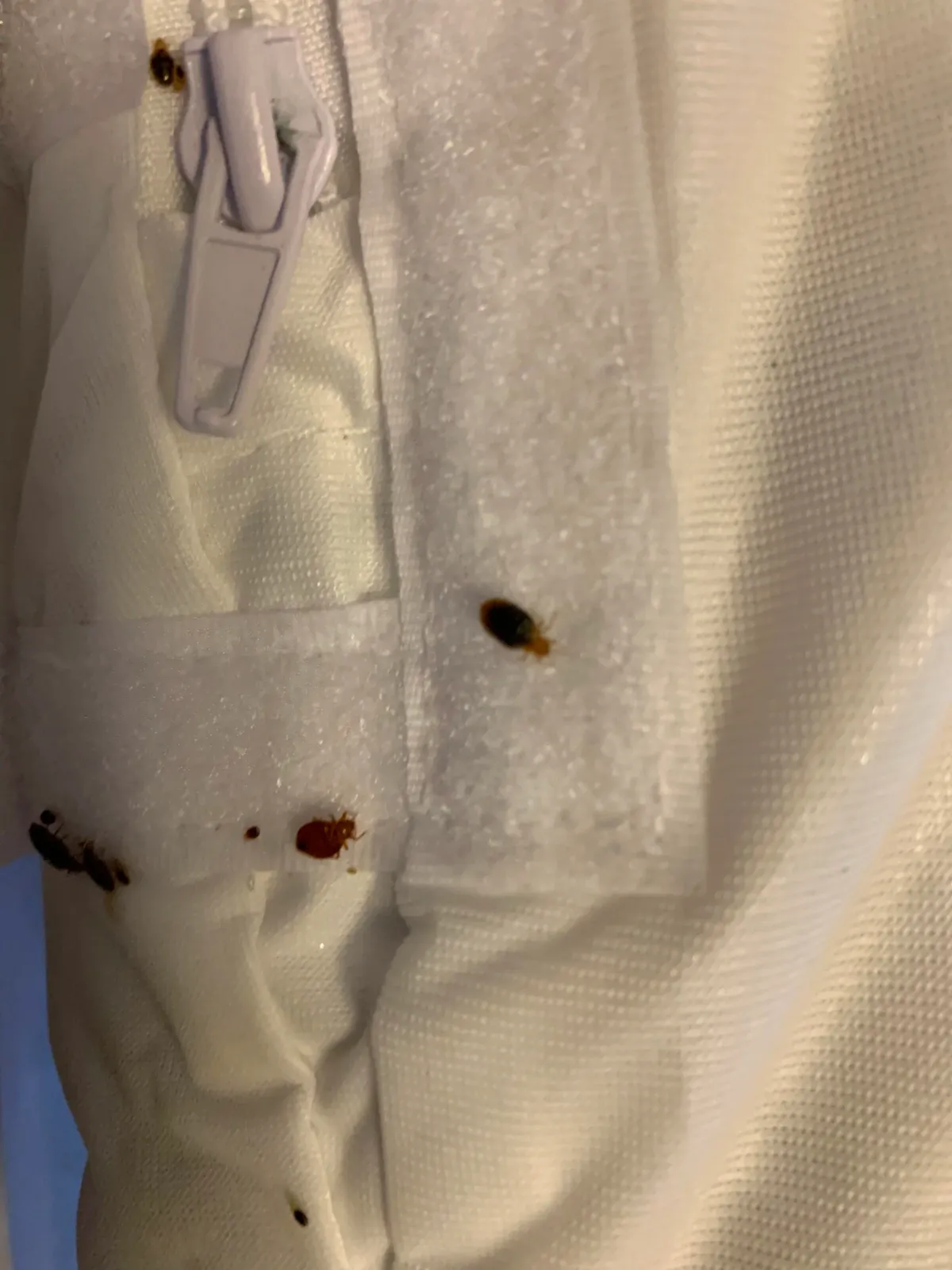 Bed Bugs - Ask about Mattress Encasements