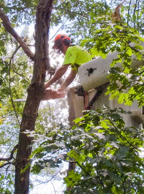 ARBOR EAST TREE SERVICE, INC work photo