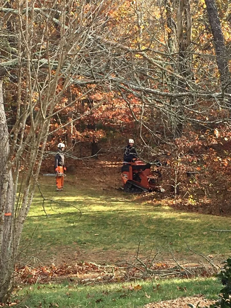 Beetlebung Tree Care - SavATree researched project photo
