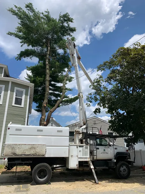 New Way Tree Service Corp work photo