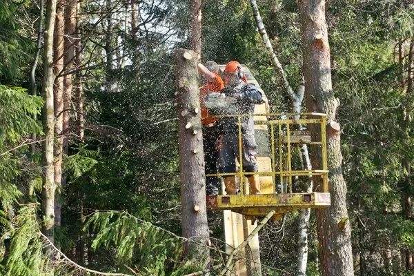Workers Doing Tree Removal — Fremont, NH — Bolduc Tree Service