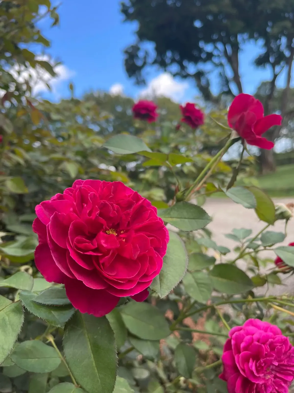 Red roses blooming in a garden against a backdrop of green foliage and a partly cloudy sky.