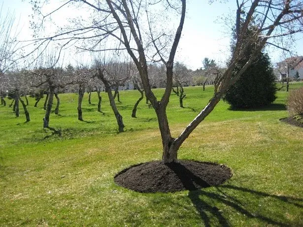 tree pic.jpg
