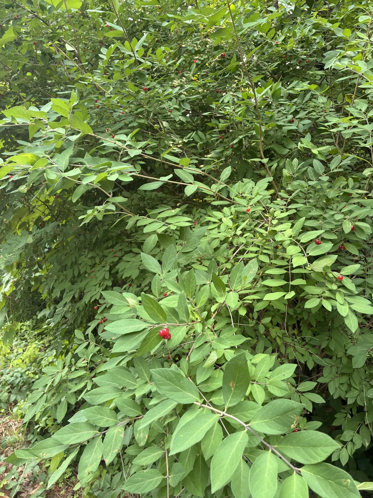 work photo from invasiveweedcontrol.com