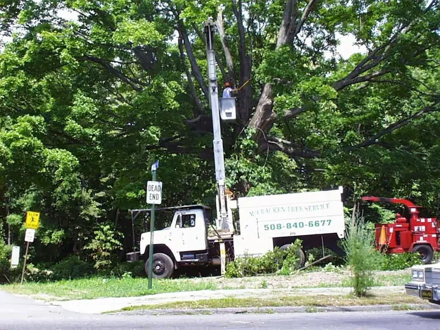 Mc Cracken Tree Service work photo
