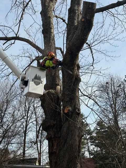 work photo from dirigotreeservice.com