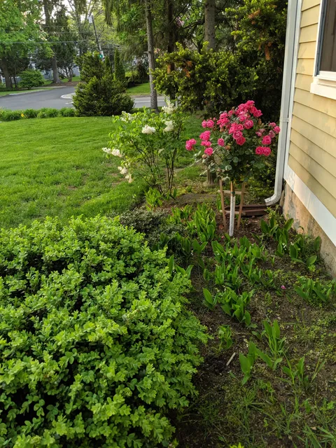 Tavares Landscaping work photo