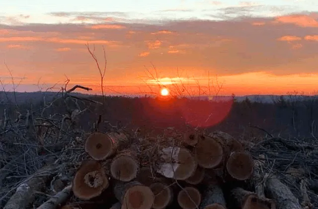 work photo from andersontimberharvesting.com