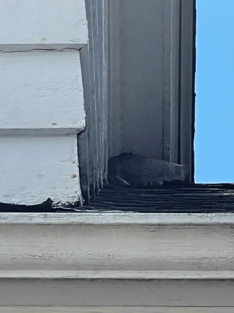 work photo from sandmpestservices.com