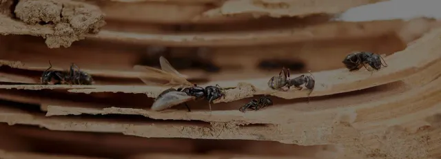 work photo from nutechpest.com