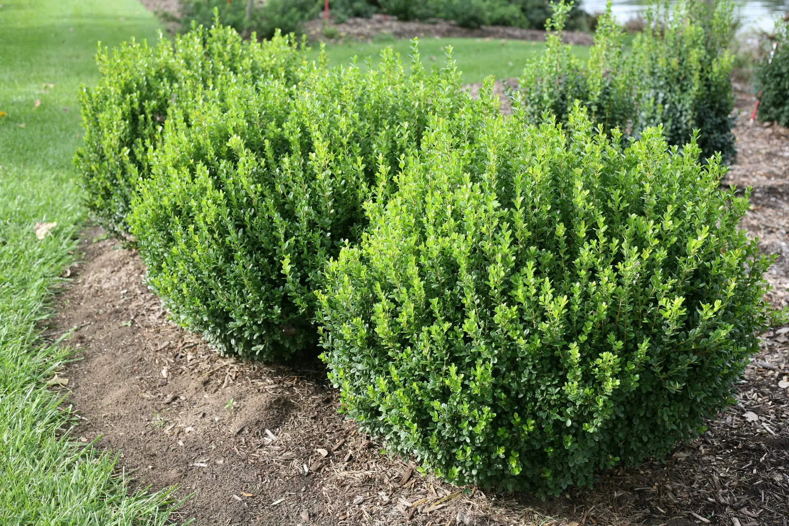 Garden. Planting. Landscaping. Perennial.