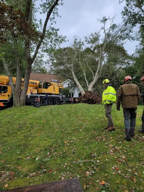 Workers and a crane truck clearing fallen tree debris in a grassy area by a wooded roadside