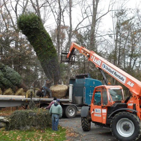 transplanting-large-trees-2