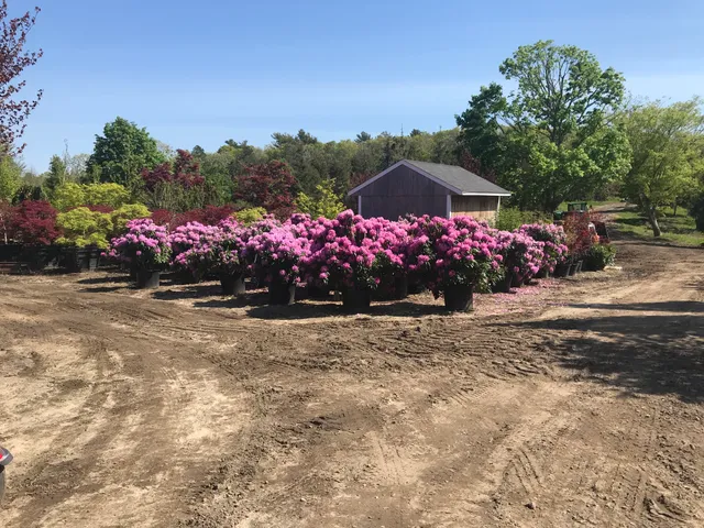 H F Johnson Tree Farm - Tree Transplanting and Moving work photo