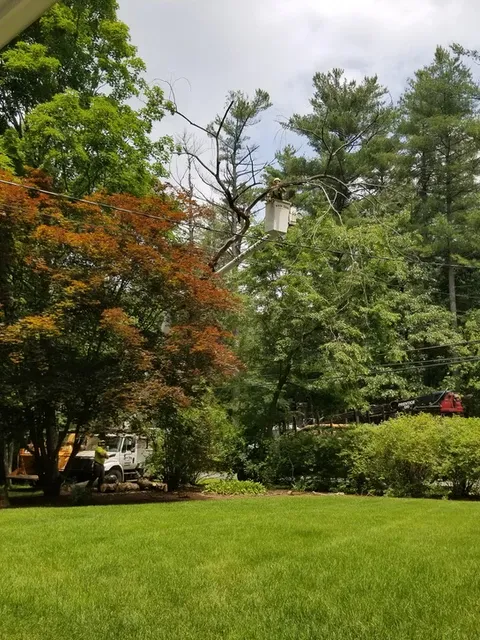 work photo from m-mtrees.com
