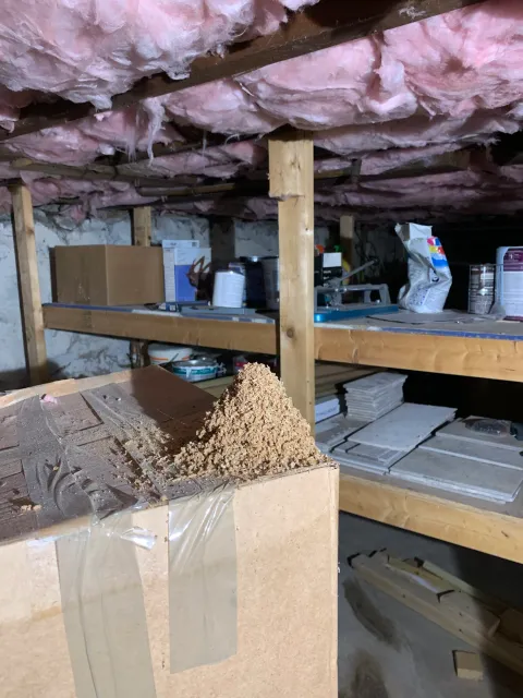 Carpenter Ants Frass