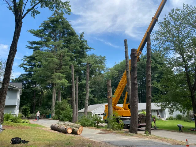 Kilbourn Tree and Landscape work photo