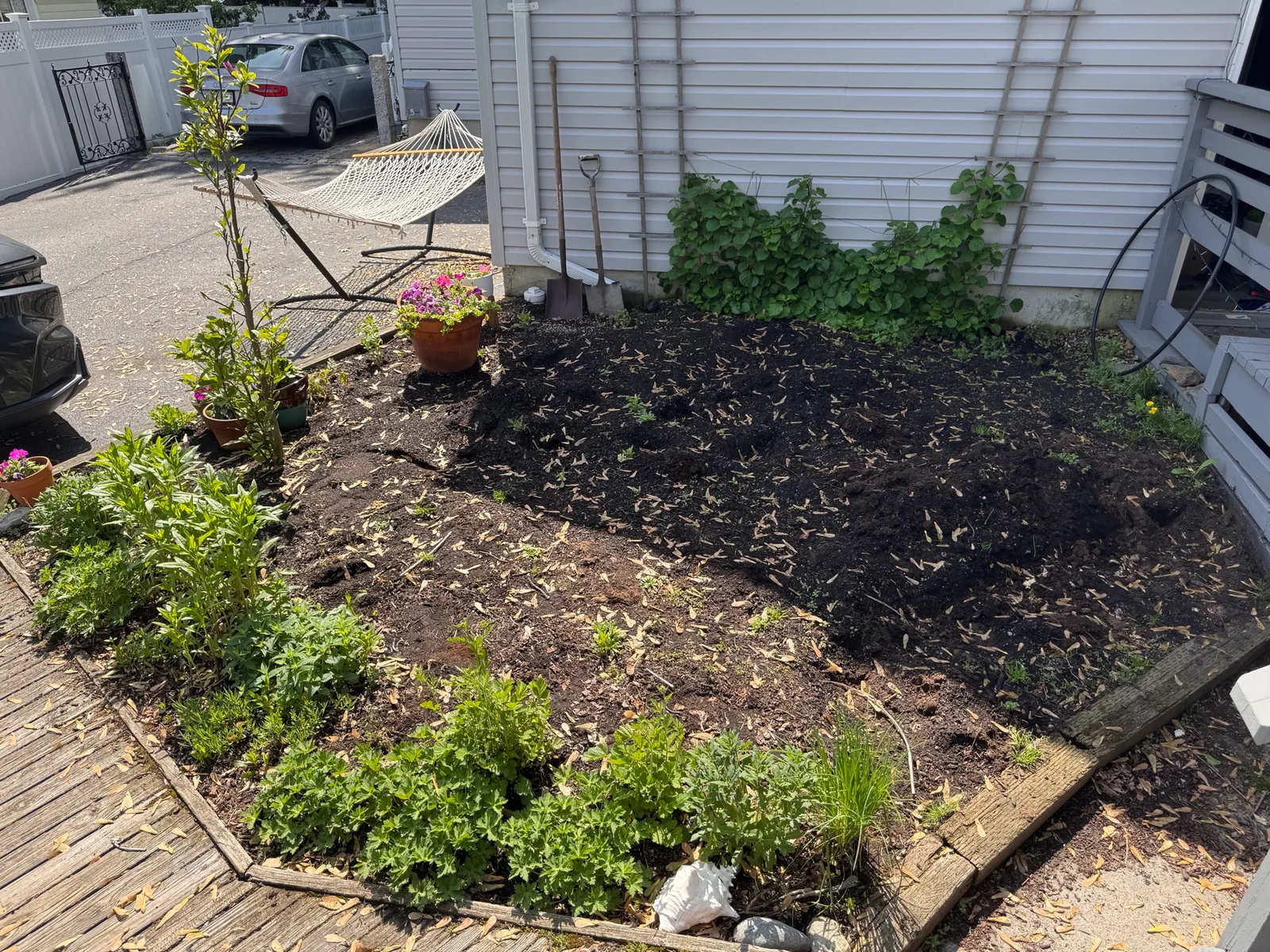Site before planting, exposed tree roots