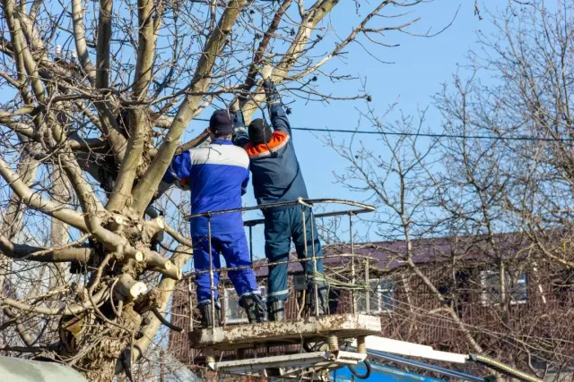 work photo from chicopeetreeservice.com