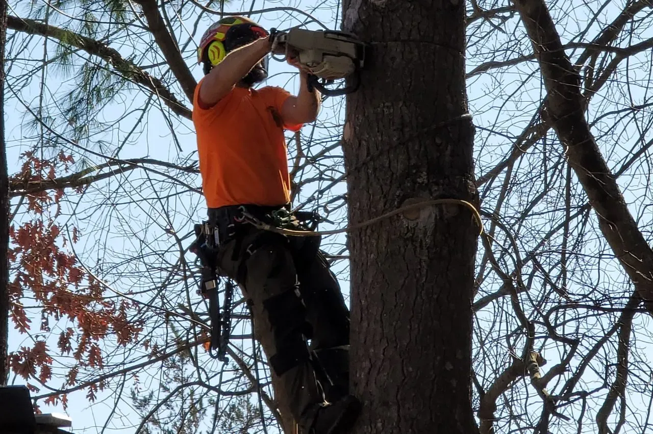 work photo from brtreeservicema.com