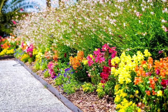Colorful flower bed with blooming plants along a landscaped garden walkway
