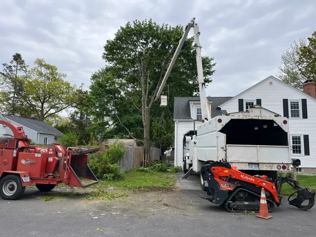 Scally's Tree Service work photo