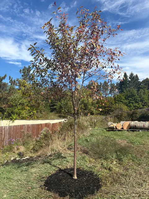 Tweedie Tree Care LLC work photo