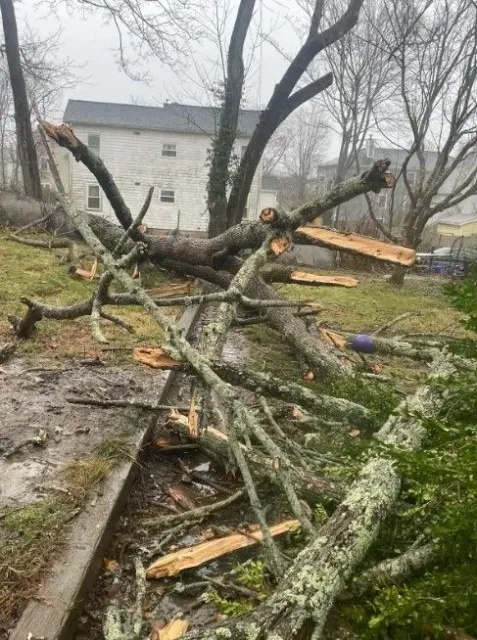 A large tree with lichen-covered bark lies uprooted and broken on a grassy lawn in front of a white house.